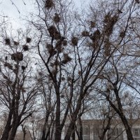 Грачевник ожил :: Андрей Хлопонин