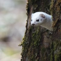 Игра в прятки. :: Владимир Безбородов