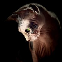 Тая :: Андрей Зайцев