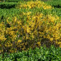 Форзиция :: Игорь Сикорский