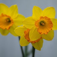 Нарциссы :: Игорь Сикорский