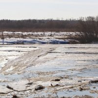 Весна пришла :: Любовь Сахарова Весна пришла :: Любовь Сахарова