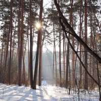 В весеннем бору :: Любовь Сахарова