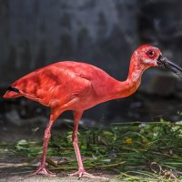 Ибис алый :: SanSan 