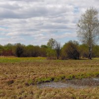Весна. :: nadyasilyuk Вознюк Весна. :: nadyasilyuk Вознюк