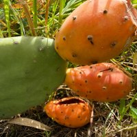 Кактусы в природе :: Александр Деревяшкин Кактусы в природе :: Александр Деревяшкин