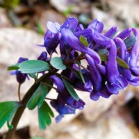 Весенние цветы - хохлатка. :: Милешкин Владимир Алексеевич 