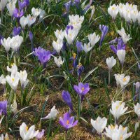Крокус :: Рита Симонова