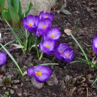 Крокус :: Рита Симонова