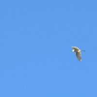 весенние зарисовки :: ИННА ПОРОХОВА