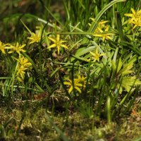 весенние зарисовки :: ИННА ПОРОХОВА