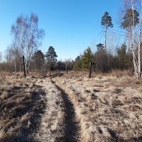 Весна идёт, весне дорогу... :: Галина Минчук