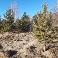 Весна идёт, весне дорогу... :: Галина Минчук