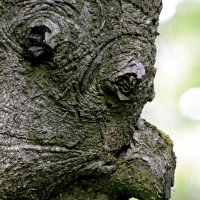 Квазимодо :: Алексей Смирнов