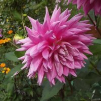 Георгин :: Freddy 97