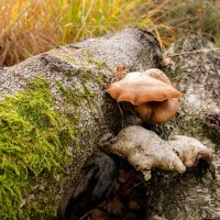 Из лесной книги... :: Николай Гирш