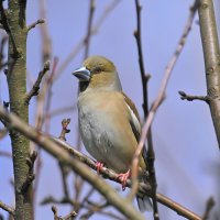 Апрель :: Николай Соколухин