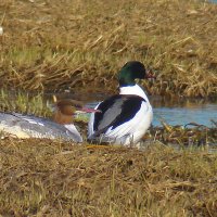 большой крохаль :: gawrilа - dan