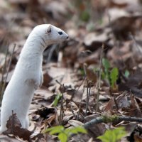 Ласка :: Владимир Безбородов Ласка :: Владимир Безбородов