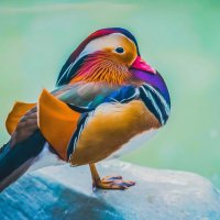 утка мандаринка :: Аркадий Лаптенко