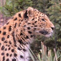 лейпциг2026 :: Алексей Короткевич