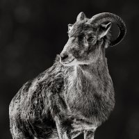 Баран :: SanSan 