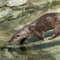 Выдра :: SanSan 
