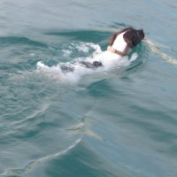 Заплыв :: Валерий