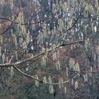 Природы дивное творенье... :: Ravile 