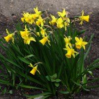 Нарциссы :: Рита Симонова