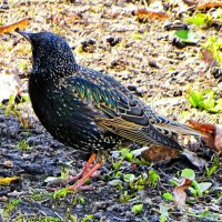 Скворец в городском саду. :: Милешкин Владимир Алексеевич 