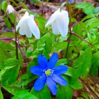 Цветы под дождём. :: Милешкин Владимир Алексеевич 