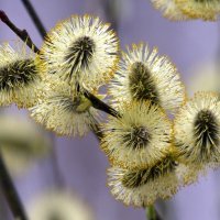 ... :: Вячеслав Минаев