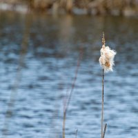 *** :: Андрей Андрианов