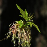 Клён ясенелистный :: Aleksandr . Клён ясенелистный :: Aleksandr .