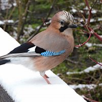 Сойка :: Лина