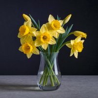Нарцисы жёлтые :: Aleksey Afonin