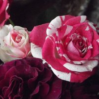 Букет :: Freddy 97