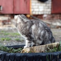 Не буду позировать!.. :: Игорь Родионов