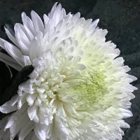 Белоснежная, снежная.... :: Татьяна Юрасова Белоснежная, снежная.... :: Татьяна Юрасова