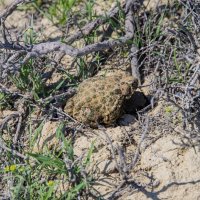 Степная лягушка :: Анатолий Чикчирный