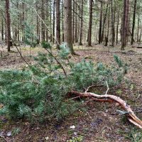 Обломок сосны… :: Любовь 