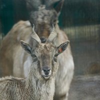 Козел с винтовыми рогами :: Александр Леонов