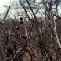 *** :: Елена Алексеева