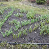 Ждём тюльпаны. :: Alex 711402