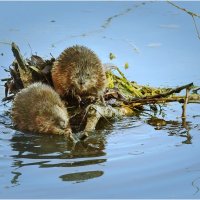 -Ты плавать то умеешь? - Да не очень... :: Валентин Котляров