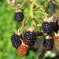 ежевика :: Anna-Sabina Anna-Sabina