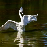 лебедь,Тихвин :: Laryan1 