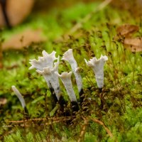 Мох и лишайник... :: Николай Гирш