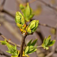 Пробуждение :: Светлана 